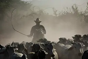 Headdress: Traditional Cavaliero and his cattle in the dust