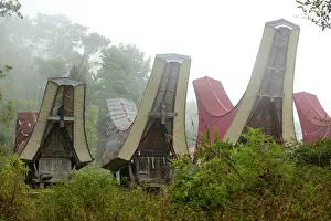 Batu: Traditional houses in Tana Toradja in the mist