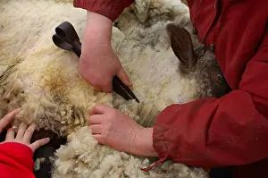 Shearing: Traditional sheep shearing with scissors in Latvia