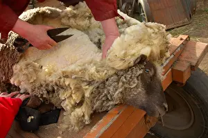 Shearing: Traditional sheep shearing with scissors in Latvia