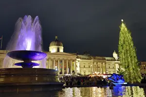 Celebrations: Trafalgar Square Christmas Tree, London, England