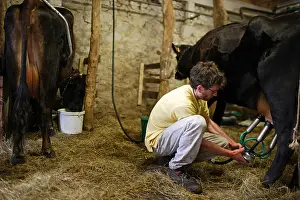 Aliments: Trafficking of Canadian cows on the farm Avranches Manche
