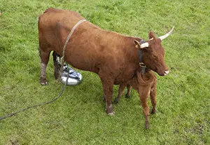 Cantal: Trafficking in a cow pasture with Salers calf Cantal