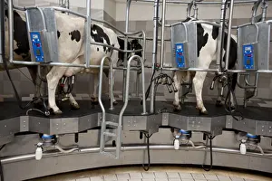 Circular: Trafficking of cows in a milking circular