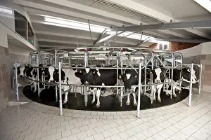 Circular: Trafficking of cows in a milking circular