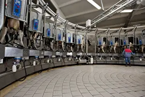 Circular: Trafficking of cows in a milking circular