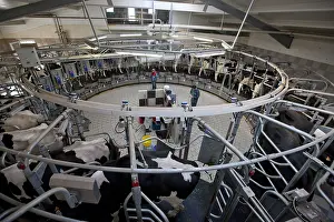 Circular: Trafficking of cows in a milking circular