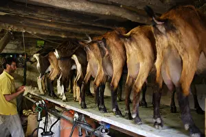 Aliments: Trafficking of Goats on the farm Avranches Manche
