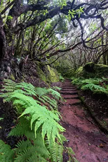 Camino: Trail through the laurel forest, Camino de las Vueltas