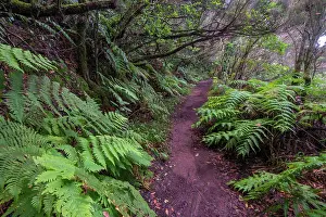Camino: Trail through the laurel forest, Camino de las Vueltas