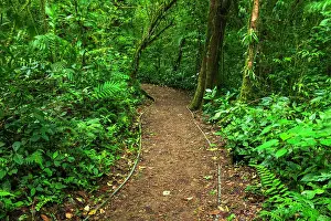 Lush: Trail in the Monte Verde Cloud Forest Preserve, Alajuela