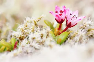 Trailing: Trailing Azalea