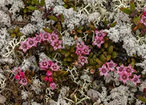 Trailing: Trailing Azalea, Loiseleuria procumbens in flower