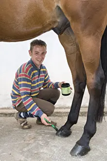 Lorraine: Trainer greasing the hoofs of a horse Obreck France