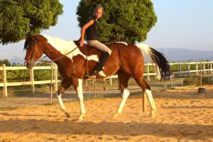 Obedience: Training exercise of a Horse by a young rider
