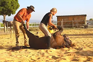 Tamed: Training exercise of a young Foal