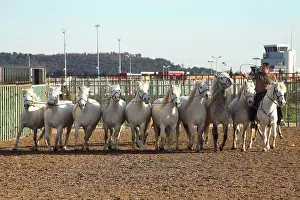 Saddle: Training Horses Camargue - France Equestrian