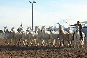 Saddle: Training Horses Camargue - France Equestrian
