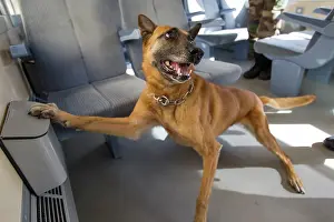 Herding: Training in search of drugs on a train SNCF - France