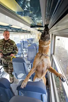 Herding: Training in search of drugs on a train SNCF - France