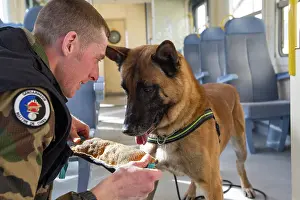 Herding: Training in search of drugs on a train SNCF - France