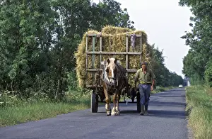 Heavy: Trait mulassier horse towing a hay cart France