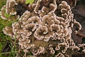 Trametes: Trametes mushroom