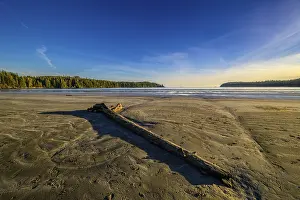 Journey: A tranquil beach with driftwood on the sand under a clear blue sky