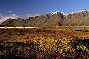 Trans: The Trans-Alaskan Oil Pipeline passing through