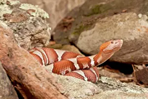 Northcott: Trans-pecos Copperhead, Agkistrodon contortrix