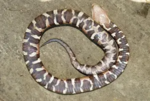 Trans: Trans-Pecos copperhead snake