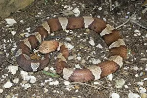 Blooded: Trans-Pecos copperhead snake