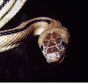 Donna Dickson: TRANS-PECOS RAT SNAKE - close up of head