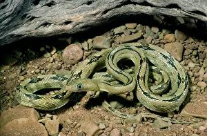 Chihuahuan: Trans Pecos Ratsnake