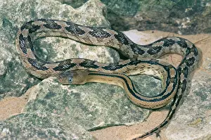 Ratsnake: Trans-Pecos Ratsnake - Texas and Northern Mexico
