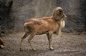 Mouflons: Transcaspian Mouflon / Urial Sheep