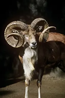 Mouflons: Transcaspian Mouflon / Urial Sheep - ram