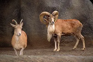 Urial: Transcaspian Urial WIld Sheep - female & male