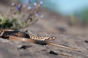 Armenia: Transcaucasian Ratsnake