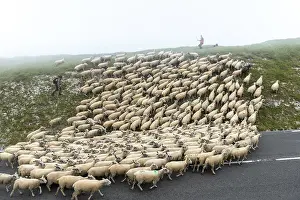 Marais: Transhumance of Boulonnais sheep on Cap Blanc-Nez