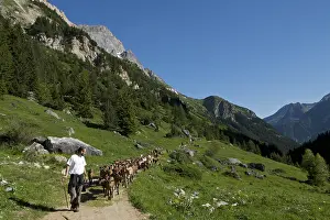 Book: Transhumance goats to pastures in early summer