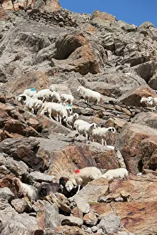 Unique: Transhumance: the great sheep trek across