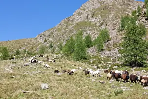 Driving: Transhumance: the great sheep trek across