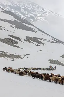Driving: Transhumance, the great sheep trek across