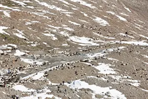 Driving: Transhumance: the great sheep trek across