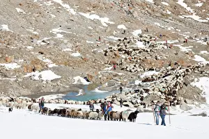 Driving: Transhumance: the great sheep trek across