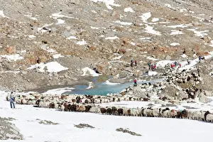Driving: Transhumance: the great sheep trek across