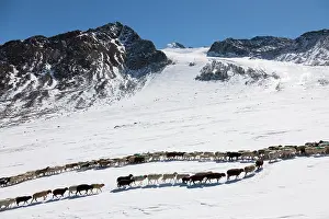 Driving: Transhumance: the great sheep trek across