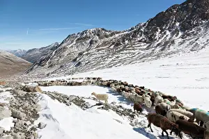 Driving: Transhumance: the great sheep trek across