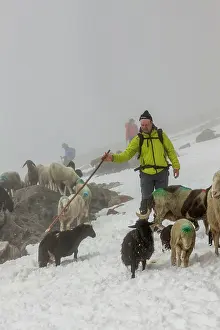 Driving: Transhumance, the great sheep trek across